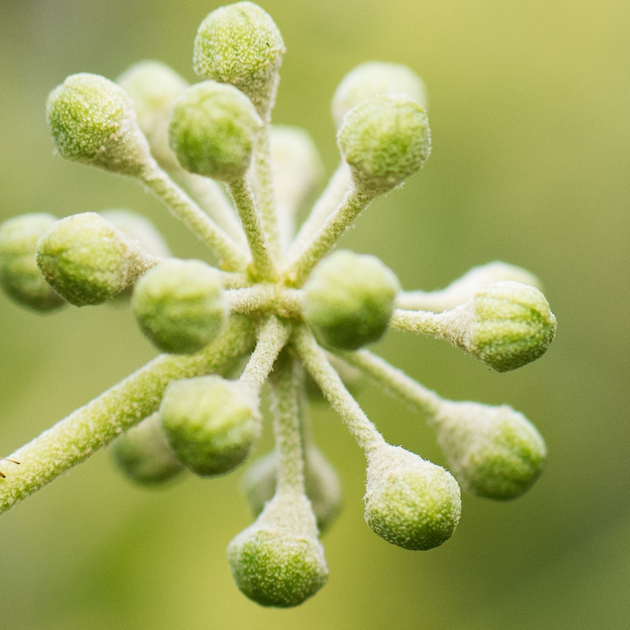 Clementine & Clove Handmade Soap